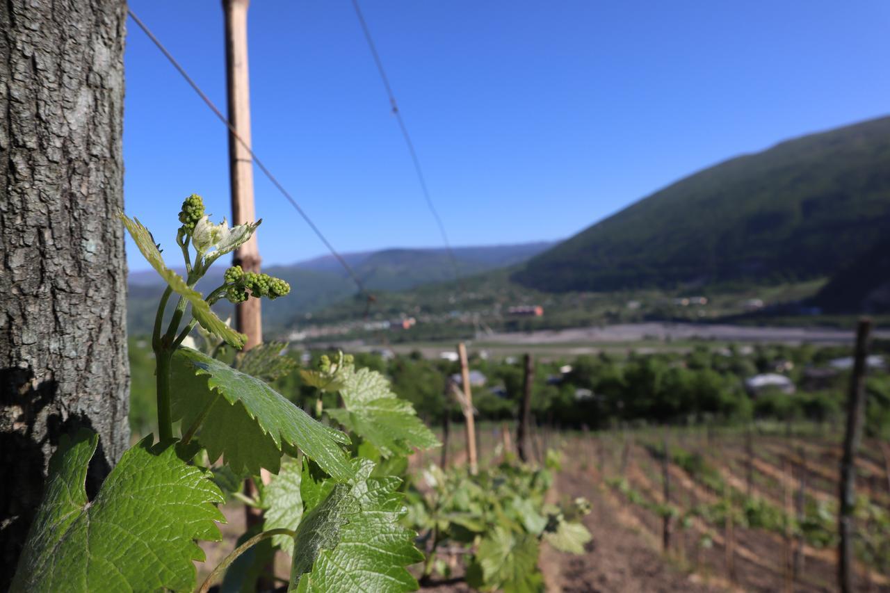 Chateau Dio Ambrolauri Esterno foto